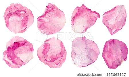 Set of isolated pastel pink rose petals in watercolor painting style on a transparent background. 115863117