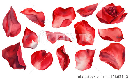 Set of isolated red rose petals in watercolor painting style on a transparent background. Set of isolated red rose petals in watercolor painting style on a transparent background. 115863140