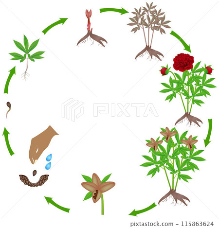 Life cycle of red peony plant on a white background. Life cycle of red peony plant on a white background. 115863624