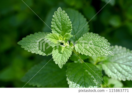 Lemon balm Lemon balm 115863771