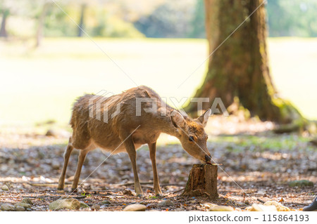 Deer in Nara Park 115864193