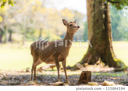 Deer in Nara Park 115864194