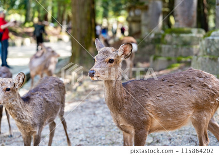 奈良公園的鹿 115864202