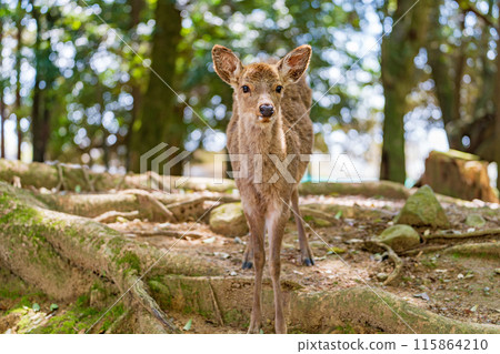 Deer in Nara Park 115864210