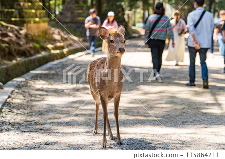 奈良公園的鹿 115864211