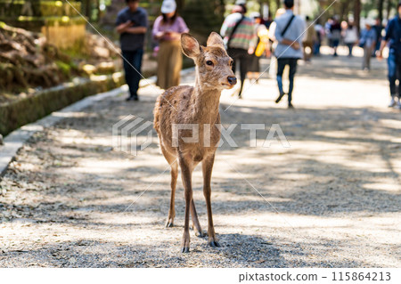 奈良公園的鹿 奈良公園的鹿 115864213