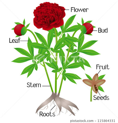 Parts of red peony plant on a white background. 115864331