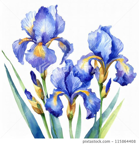 藍色花鳶尾花水彩插圖 藍色花鳶尾花水彩插圖 115864408