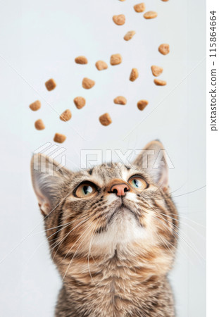 A tabby cat with wide eyes looks up at falling cat food treats 115864664