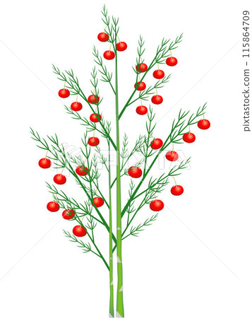 Asparagus sprigs with red berries on a white background. 115864709