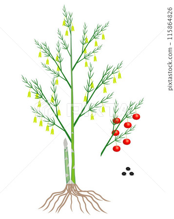 Parts of a asparagus plant on a white background. Parts of a asparagus plant on a white background. 115864826