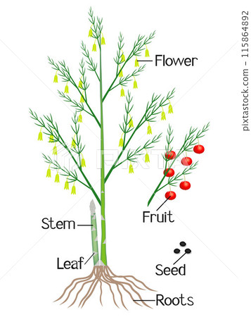 An illustration showing parts of a asparagus plant. An illustration showing parts of a asparagus plant. 115864892