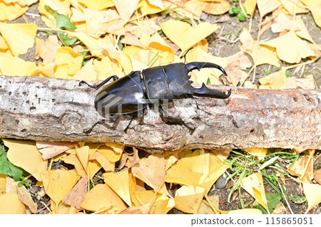 巴拉望島巨型鍬蟲 115865051