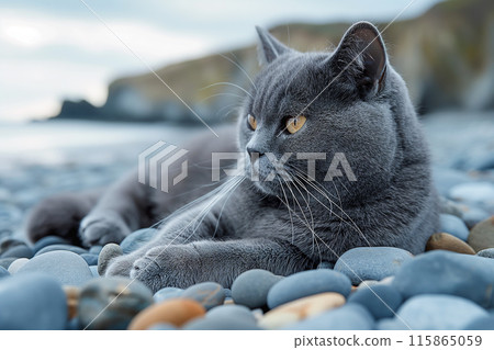 A Carthusian cat on a beach looking at the sea, in a sunny beautiful sunny day A Carthusian cat on a beach looking at the sea, in a sunny beautiful sunny day 115865059