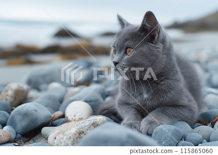 A Carthusian cat on a beach looking at the sea, in a sunny beautiful sunny day A Carthusian cat on a beach looking at the sea, in a sunny beautiful sunny day 115865060