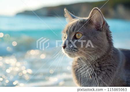 A Carthusian cat on a beach looking at the sea, in a sunny beautiful sunny day 115865063