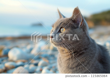 A Carthusian cat on a beach looking at the sea, in a sunny beautiful sunny day 115865064
