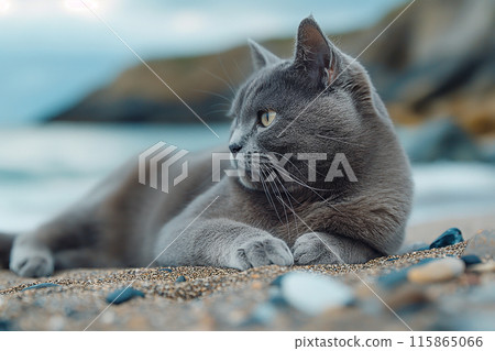 A Carthusian cat on a beach looking at the sea, in a sunny beautiful sunny day 115865066