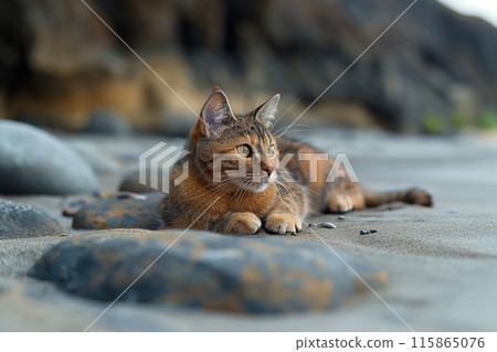 A cat on a pebble beach on sunny day 115865076