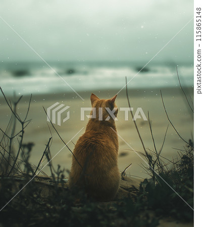 A cat on a tropical beach on sunny day A cat on a tropical beach on sunny day 115865148