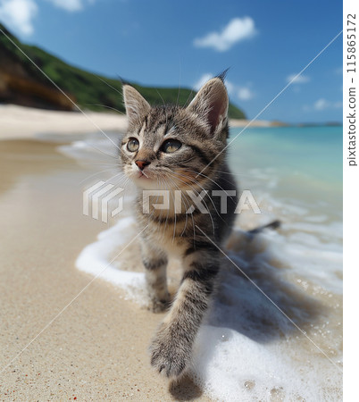 A cat walking at the beach with beautiful sunset, peaceful day 115865172