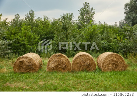 Agricultural field with hay bails Agricultural field with hay bails 115865258