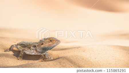 bearded dragons in nature bearded dragons in nature 115865291