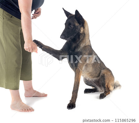 malinois in studio 115865296
