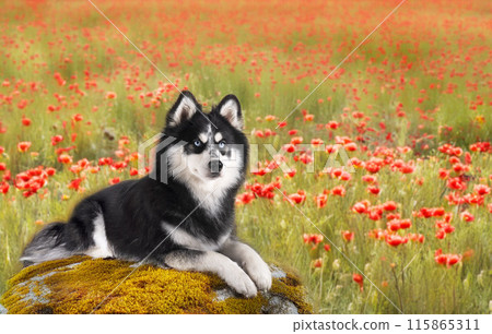 Pomsky in nature 115865311