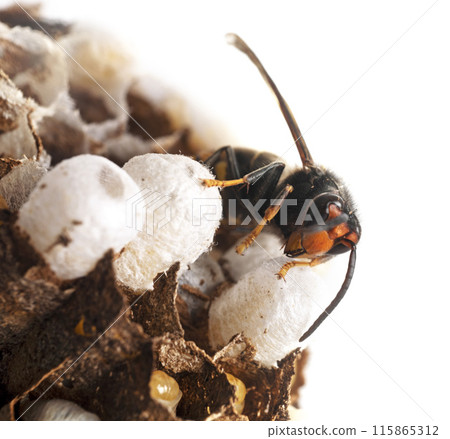 Asian hornet in studio 115865312