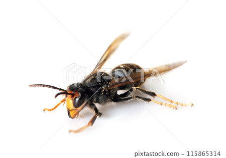 Asian hornet in studio 115865314