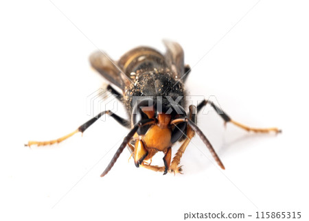 Asian hornet in studio 115865315