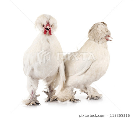 sultan chicken in studio sultan chicken in studio 115865316