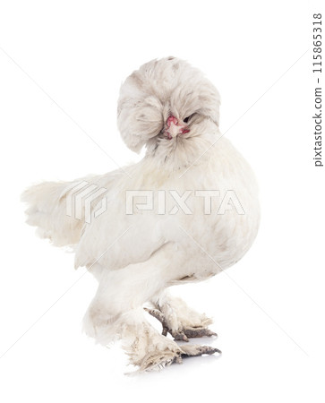 sultan chicken in studio sultan chicken in studio 115865318