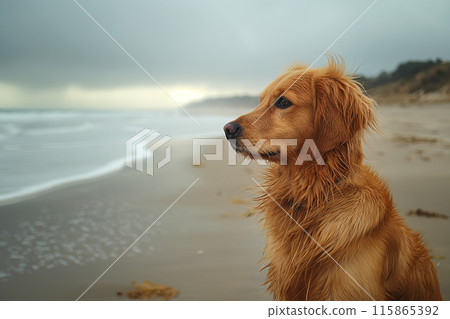 Happy golden retriever on the beach Happy golden retriever on the beach 115865392