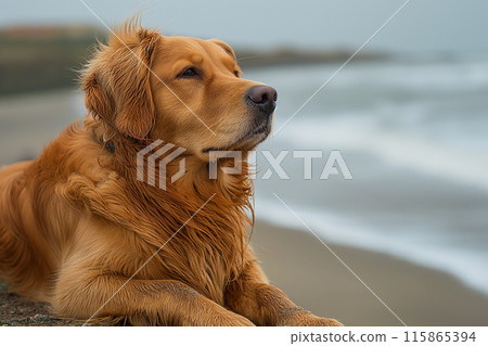 Happy golden retriever on the beach Happy golden retriever on the beach 115865394