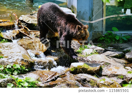 佐幌度假村熊山蝦夷棕熊 115865501