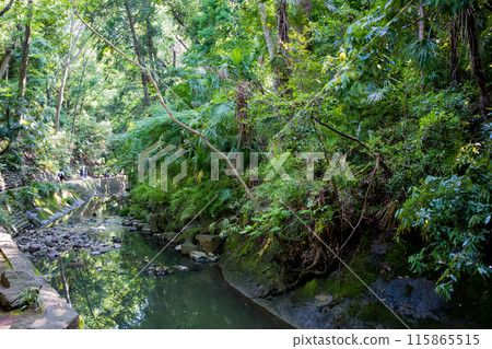 Lush landscape of Todoroki Valley in Tokyo, Japan Lush landscape of Todoroki Valley in Tokyo, Japan 115865515