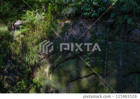 Lush landscape of Todoroki Valley in Tokyo, Japan Lush landscape of Todoroki Valley in Tokyo, Japan 115865529