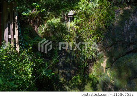 Lush landscape of Todoroki Valley in Tokyo, Japan Lush landscape of Todoroki Valley in Tokyo, Japan 115865532