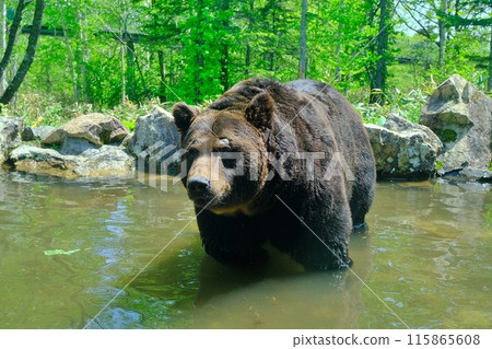 A brown bear entering a pond 115865608