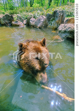 A brown bear entering a pond 115865610