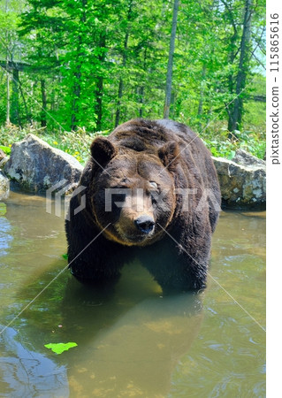 A brown bear entering a pond 115865616