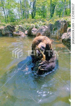A brown bear entering a pond A brown bear entering a pond 115865617