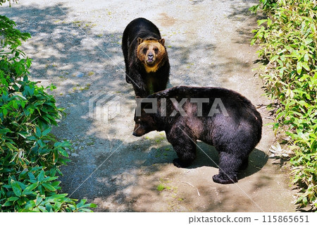 山路上的蝦夷棕熊 山路上的蝦夷棕熊 115865651