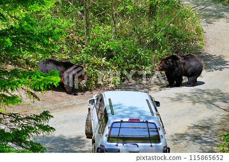 山路上的蝦夷棕熊 山路上的蝦夷棕熊 115865652