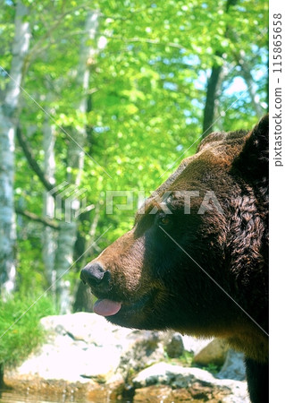 Close-up of a Ezo brown bear Close-up of a Ezo brown bear 115865658