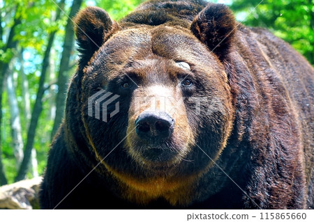 Close-up of a Ezo brown bear Close-up of a Ezo brown bear 115865660