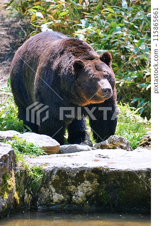 Brown bear in the forest Brown bear in the forest 115865661