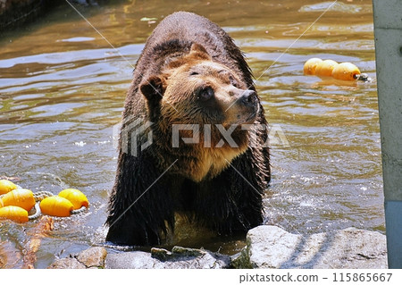 Sahoro Resort Bear Mountain's Ezo Brown Bear 115865667
